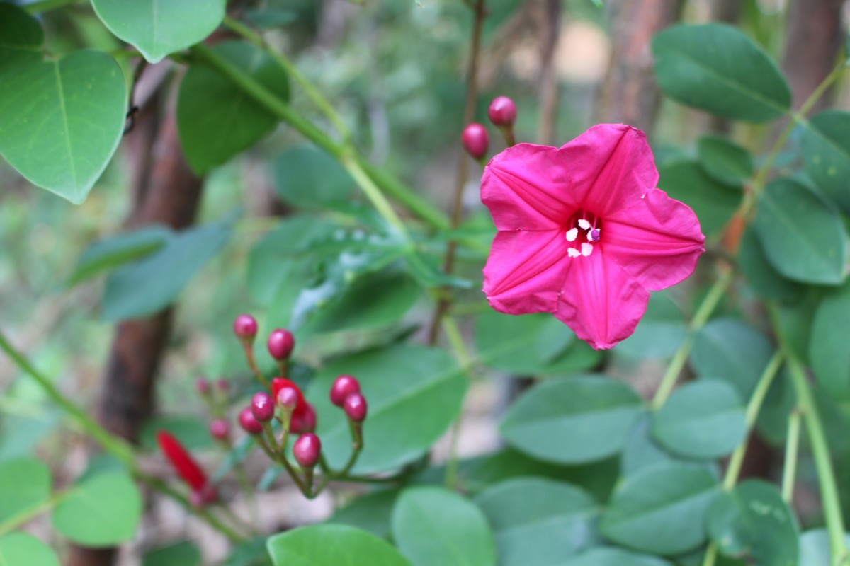 Ipomoea horsfalliae Hook.